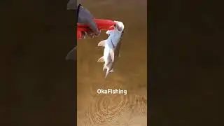 Апрельский жерех на Оке