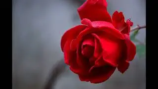 Can You feel the love Elton John cover