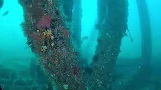 Delta ROV IP Camera