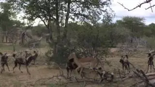 WILD DOGS HUNTING EXCERPTS