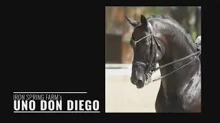 FEI Dressage Stallion Uno Don Diego - Offspring Compilation, 2021