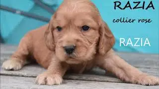 pr&eacute;sentation des chiots 5 juillet 2020