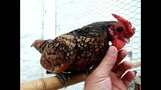 Meus galos frangos da ra&ccedil;a pura sebright Dourado. &oacute;timo padr&atilde;o de cores. Aves ornamentais miniatura