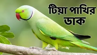 টিয়া পাখির ডাক | Tiya Pakhir Dak | Indian Parrot Bird Call | Ringed Parakeet Sounds@wildindiamit​