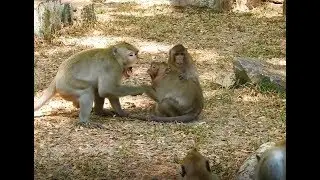 Sweet Pea And All Monkeys Are Playing With Skippy And Taking Bath WIth Skippy Group