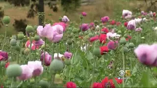 Record-Setting Opium Poppy Bust in Monterey County