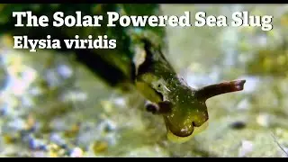 The Solar Powered Sea Slug