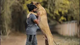 Top Great Dane Breeders Of India 🇮🇳