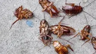 Pest Management | Hilo, HI - Bowman Termite & Pest Management