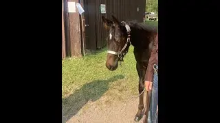 2021 Makin Me Willy Wild  Stud Colt For Sale