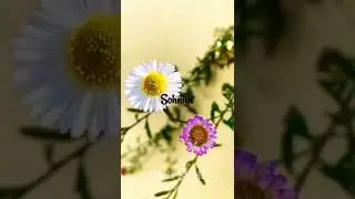 Parshawan Harnoor (Lofi Remix) | Latest Punjabi Love Song | Whatsapp Status | #Trend | Olivia Shorts
