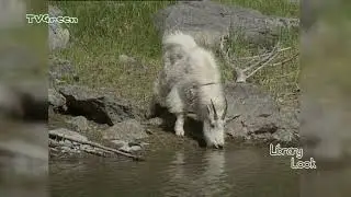 FaunaView: FaunaView: Jasper & Banff #2 (video_only)