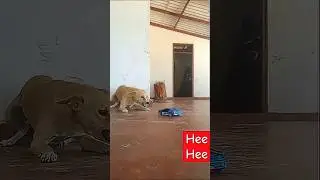 Terrified Pup afraid from Tiny Toy Car | Funniest Reaction Ever #toycar#fanny #viral#video