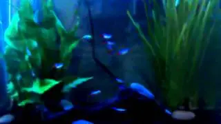 intro to my fishkeeping channel