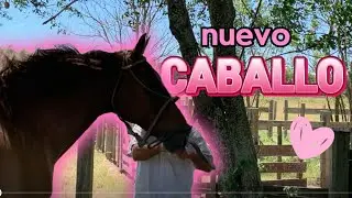 Acompa&ntilde;ame a buscar mi nuevo caballo &iexcl;!🌷🐴 || @alfoequestrian