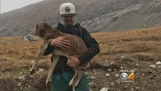 Dog Rescued Off 14er 6 Weeks After It Disappears