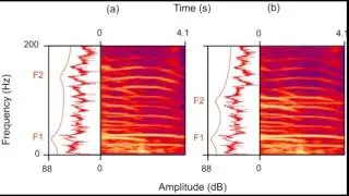 Elephant Vocalization