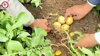 Winner Potato Variety | 75 Days | Shajapur, MP/ विनर आलू किस्म | 75 दिन | शाजापुर, मध्य प्रदेश