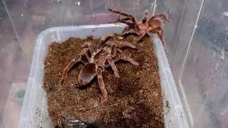 Pelinobius muticus
