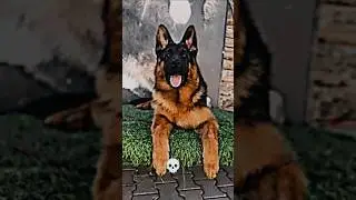 Animal transformation 💯💪 #viralvideo #tiger #aura #edit #transformation #sigma #transformationvide