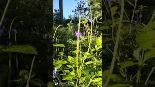 snakeweed or blue porter weed plant halamang gamot