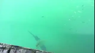 Video of Moran State Park, WA from Josiah P.
