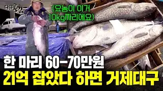 한마리에 70만원? 겨울철 살이 통통하게 올라온 거제 대구, 버릴 것이 없다! [다큐공감] | KBS 190224