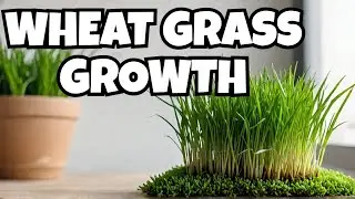 1000 Photos in 28 Sec: Wheat Grass Growth