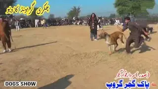 lfamous 4 bully dogs | champion bully dogs | top class bully | big bully gultair | sial daily vlog