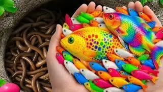 Nature Surprise | Catching Fish in a Small Pond: Baby Turtles, koi, Eels, frogs, snail, pencil fish