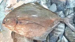 Sonu Khan is live best fish cutting skills Karela