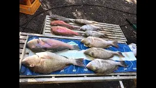 22 april 2021. Fishing the Currimundi shoals near Caloundra, Australia
