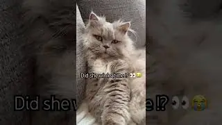 Is This a Cat or an Ancient Feline Goddess?👀