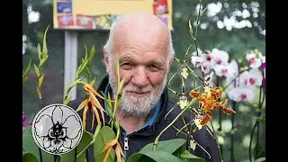 orchidee tutorial, il ramo sfiorito quando è meglio tagliarlo e perchè