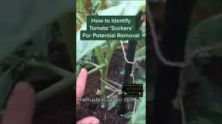 How to Easily Identify a Tomato 'Sucker': 60 Seconds or Sow Garden Videos #shorts