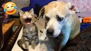TRY NOT TO LAUGH 🤣. Funny and cute animal videos compilation #funnyvideos #animals #funnyanimals