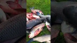 Biggest !! Excellent Catla Fish Catching Skill