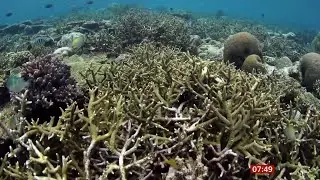 Coral reefs restorations project with 'reef stars' (Indonesia/(Global)) - BBC News - 5th May 2021