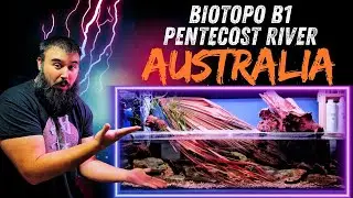 🟢¿Es un RÍO o es un ACUARIO? BIOTOPO B1 Pentecost River, AUSTRALIA. MELANOTAENIA SPLENDIDA AUSTRALIS
