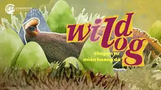 WILDLOG - Chuyện từ miền hoang d&atilde; | Tập 3: Trĩ sao | Conservation Vietnam