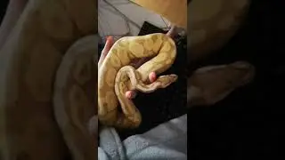 Banana pastel Ball python