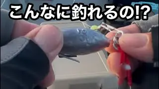【オモック】遊魚船にてオモリと針だけのルアーを試してみたら高級魚が連発して、釣れたお土産の魚たちを美味しく調理して食べる