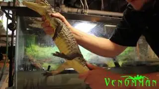 New reptile unboxing pet caiman.