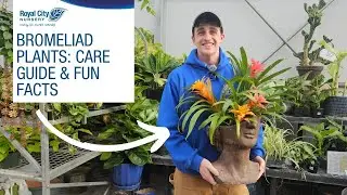 Bromeliad Plants 101: Care Guide, Watering & Fun Facts