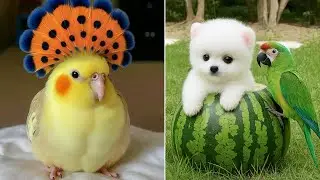Smart And Funny Parrots Parrot Talking Videos Compilation (2025) - Cute Birds #48