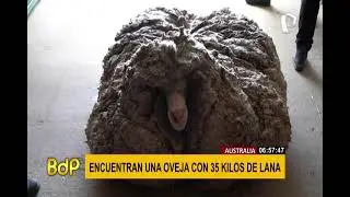 Encuentran una oveja con 35 kilos de lana en bosque de Australia