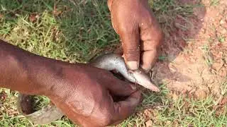 Big Baim Fish catching By Hook baim Fish hunt from river
