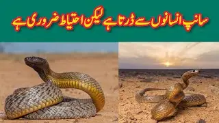 The Truth About Snake Behavior ! Escape Over Attack !