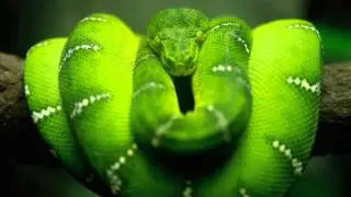 Cosmosis   Dance Of The Cosmic Serpent