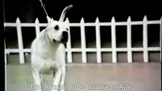 Don Torcuato de La Vieja Diana